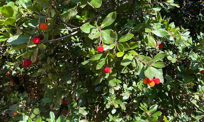 /public/fotoimmobili/1374678-cf3p0h85nt.jpg.ashx?width=670&height=400&mode=crop